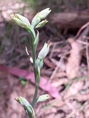 Calochilus