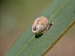 Eriococcus