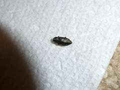 Chrysobothris azurea