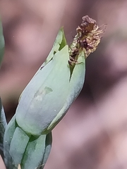 Calochilus