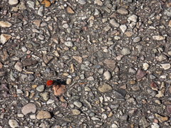 Dasymutilla magnifica