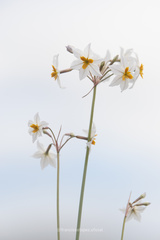 Leucocoryne coronata