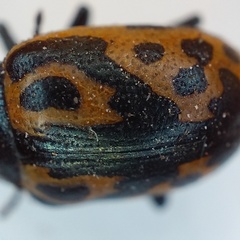 Zygogramma signatipennis