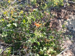 Adenophyllum speciosum