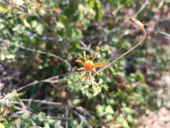 Adenophyllum speciosum