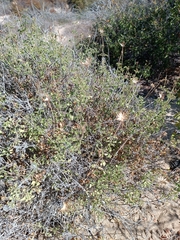 Adenophyllum speciosum