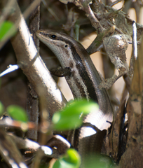 Brasiliscincus agilis