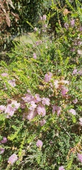 Melaleuca decussata