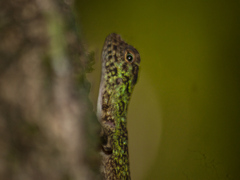 Draco