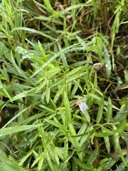 Lobelia chinensis