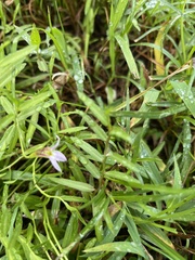 Lobelia chinensis