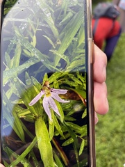 Lobelia chinensis