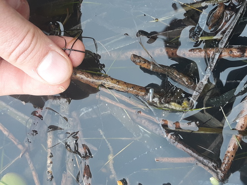 Dwarf Seahorse photographed in Texas