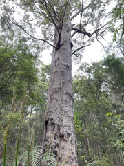 Eucalyptus jacksonii