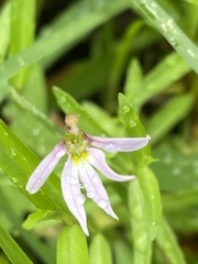 Lobelia chinensis