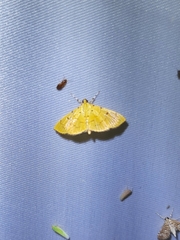 Phaedropsis