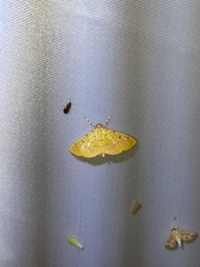 Phaedropsis