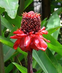 Etlingera elatior