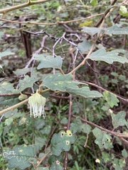 Chorilaena quercifolia