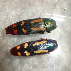 Buprestis rufipes