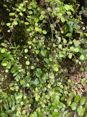 Helichrysum lanceolatum
