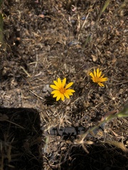 Chaetanthera ciliata