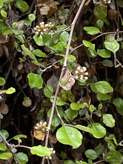 Helichrysum lanceolatum