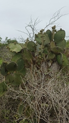 Opuntia galapageia