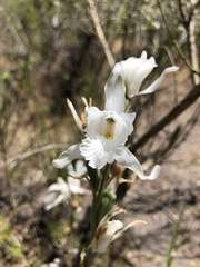 Chloraea crispa