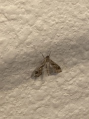 Lineodes integra