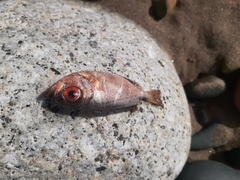 Heteropriacanthus cruentatus