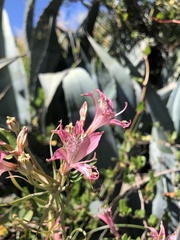 Alstroemeria hookeri