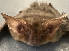 Nyctophilus geoffroyi