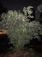 Viburnum rhytidophyllum