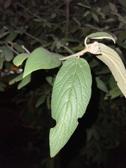 Viburnum rhytidophyllum