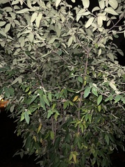 Viburnum rhytidophyllum