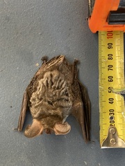 Nyctophilus geoffroyi