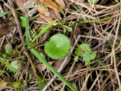 Hydrocotyle umbellata