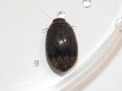 Thermonectus nigrofasciatus