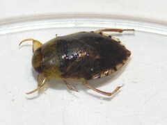 Pelocoris biimpressus biimpressus