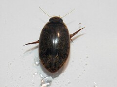 Thermonectus nigrofasciatus