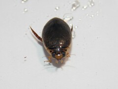 Thermonectus nigrofasciatus