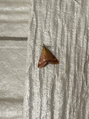 Pyrausta onythesalis