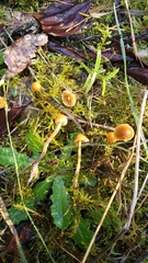 Galerina semilanceata