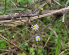 Symphyotrichum subulatum elongatum