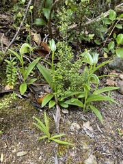 Pterostylis australis