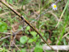 Symphyotrichum subulatum elongatum