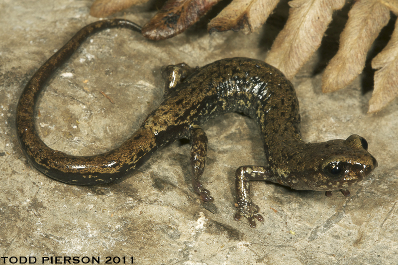 Royal False Brook Salamander