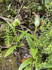 Pterostylis australis