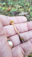 Galerina semilanceata